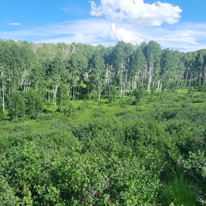 Coorado Hunting and Recreation Acreage - image 9