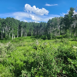 Coorado Hunting and Recreation Acreage - image 14