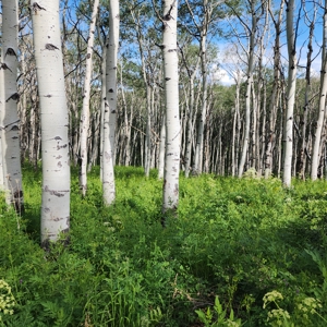 Coorado Hunting and Recreation Acreage - image 20