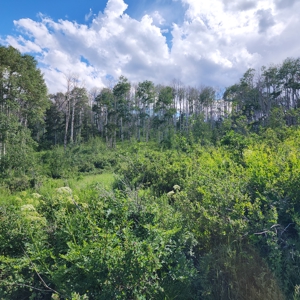 Coorado Hunting and Recreation Acreage - image 11