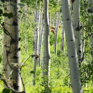 Coorado Hunting and Recreation Acreage - image 5