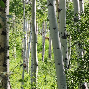 Coorado Hunting and Recreation Acreage - image 4