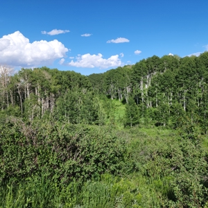 Coorado Hunting and Recreation Acreage - image 10