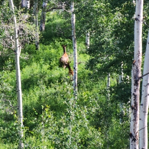 Coorado Hunting and Recreation Acreage - image 18