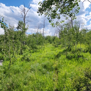 Coorado Hunting and Recreation Acreage - image 7