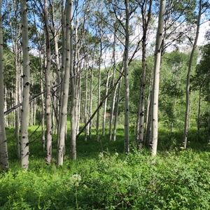 Coorado Hunting and Recreation Acreage - image 21
