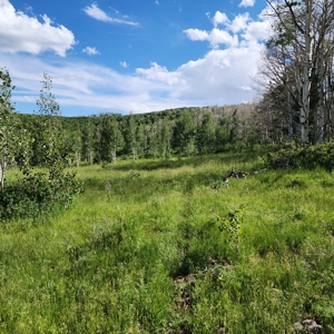 Coorado Hunting and Recreation Acreage - image 8