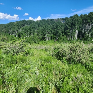 Coorado Hunting and Recreation Acreage - image 13