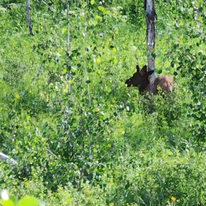 Coorado Hunting and Recreation Acreage - image 12