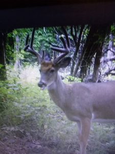 Land for Sale in St. Clair County Missouri - image 49