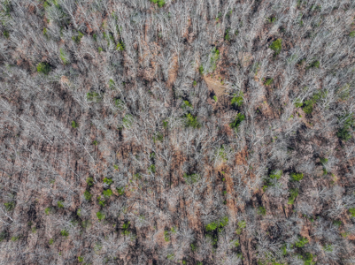 Land for Sale in St. Clair County Missouri - image 3