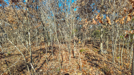 Land for Sale in St. Clair County Missouri - image 11