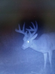 Land for Sale in St. Clair County Missouri - image 50