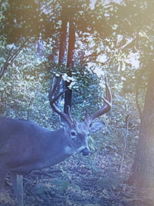 Land for Sale in St. Clair County Missouri - image 48