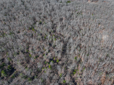 Land for Sale in St. Clair County Missouri - image 31