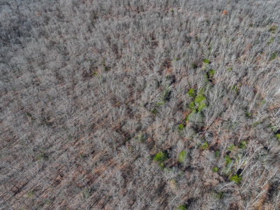 Land for Sale in St. Clair County Missouri - image 36