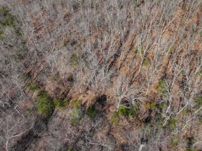 Land for Sale in St. Clair County Missouri - image 44