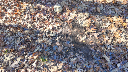 Land for Sale in St. Clair County Missouri - image 5