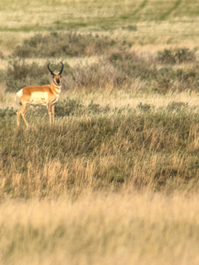 S Bar Ranch – 19,816± Acres North of Custer, Yellowstone County - image 33