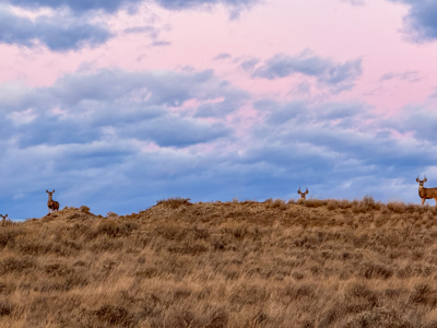 S Bar Ranch – 19,816± Acres North of Custer, Yellowstone County - image 15