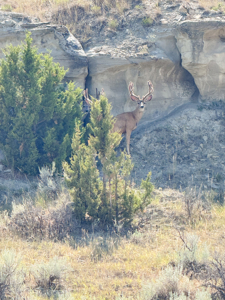 S Bar Ranch – 19,816± Acres North of Custer, Yellowstone County - image 5