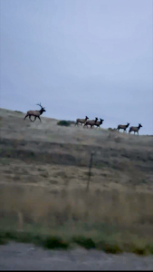 S Bar Ranch – 19,816± Acres North of Custer, Yellowstone County - image 50