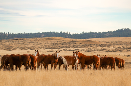 S Bar Ranch – 19,816± Acres North of Custer, Yellowstone County - image 2
