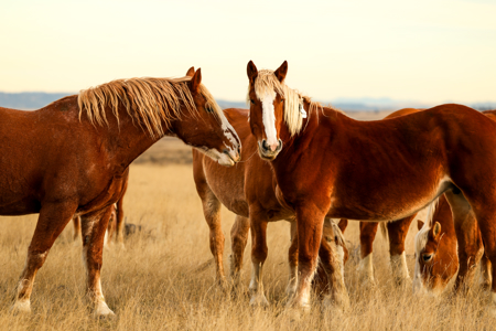 S Bar Ranch – 19,816± Acres North of Custer, Yellowstone County - image 28
