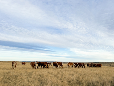 S Bar Ranch – 19,816± Acres North of Custer, Yellowstone County - image 14