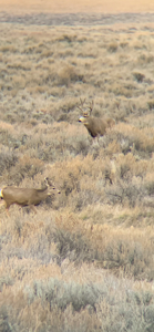 S Bar Ranch – 19,816± Acres North of Custer, Yellowstone County - image 36