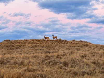 S Bar Ranch – 19,816± Acres North of Custer, Yellowstone County - image 41