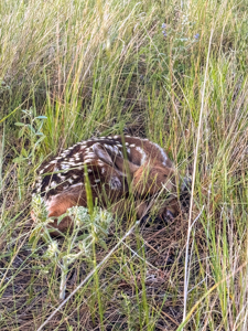 S Bar Ranch – 19,816± Acres North of Custer, Yellowstone County - image 27