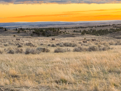S Bar Ranch – 19,816± Acres North of Custer, Yellowstone County - image 35