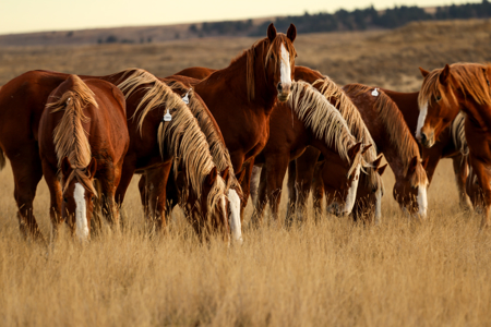 S Bar Ranch – 19,816± Acres North of Custer, Yellowstone County - image 10