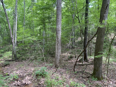 Land For Sale In Tn, 15 Acres+/-, Wooded Land - image 33