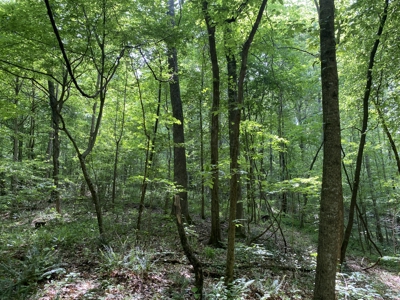 Land For Sale In Tn, 15 Acres+/-, Wooded Land - image 39