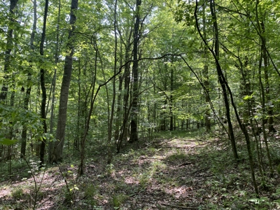 Land For Sale In Tn, 15 Acres+/-, Wooded Land - image 15