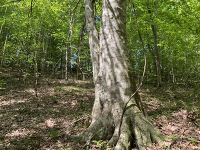 Land For Sale In Tn, 15 Acres+/-, Wooded Land - image 20