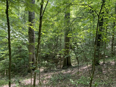 Land For Sale In Tn, 15 Acres+/-, Wooded Land - image 19