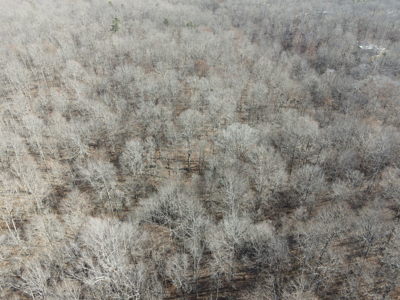 Land For Sale In Tn, 15 Acres+/-, Wooded Land - image 12