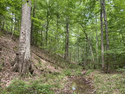 Land For Sale In Tn, 15 Acres+/-, Wooded Land - image 31