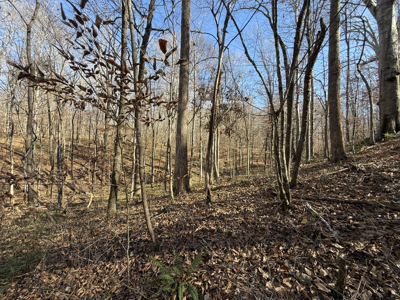 Land For Sale In Tn, 15 Acres+/-, Wooded Land - image 8