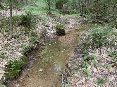 Land For Sale In Tn, 15 Acres+/-, Wooded Land - image 6
