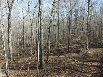 Land For Sale In Tn, 15 Acres+/-, Wooded Land - image 9