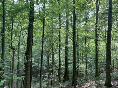 Land For Sale In Tn, 15 Acres+/-, Wooded Land - image 18