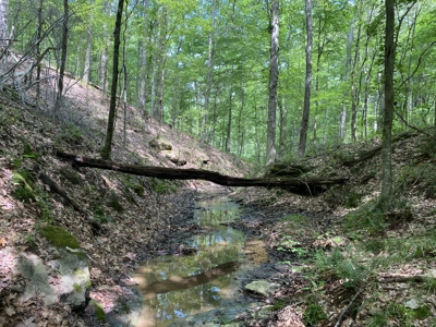 Land For Sale In Tn, 15 Acres+/-, Wooded Land - image 7