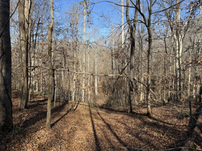 Land For Sale In Tn, 15 Acres+/-, Wooded Land - image 5