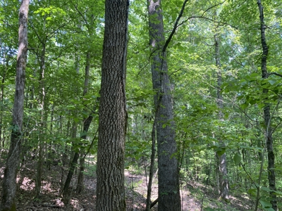 Land For Sale In Tn, 15 Acres+/-, Wooded Land - image 13