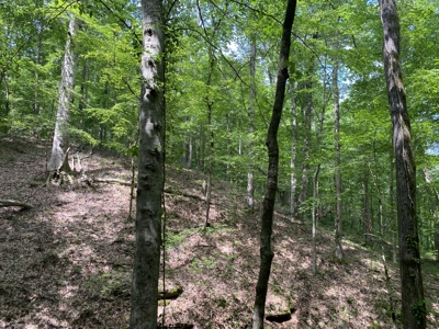 Land For Sale In Tn, 15 Acres+/-, Wooded Land - image 40