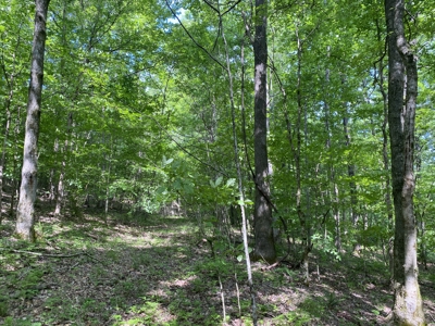 Land For Sale In Tn, 15 Acres+/-, Wooded Land - image 17